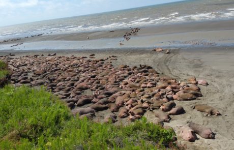 walruses on shore