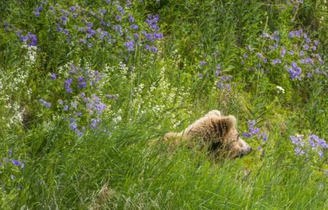 Bear in Flowers