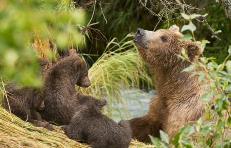 Brown Bear with Cubs