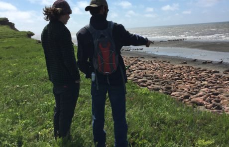 Guests viewing walruses