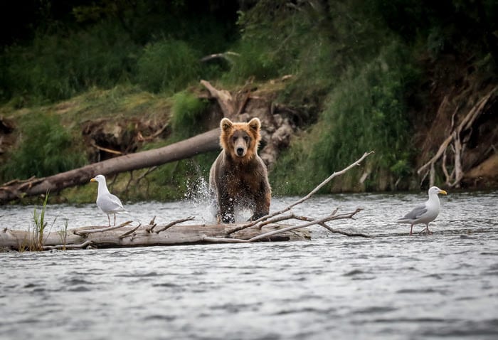 Brooks Falls Bears