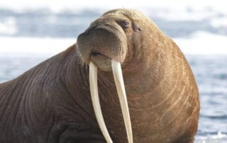 walrus in Alaska