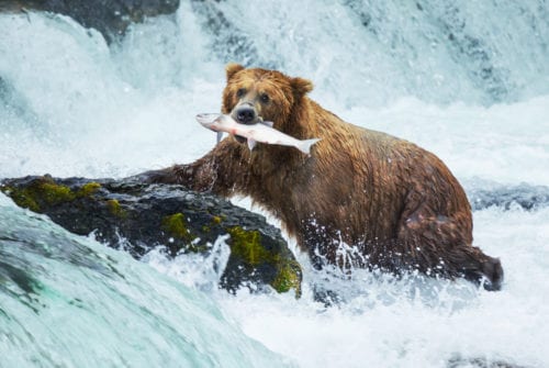 Alaska Peninsula Brown Bear