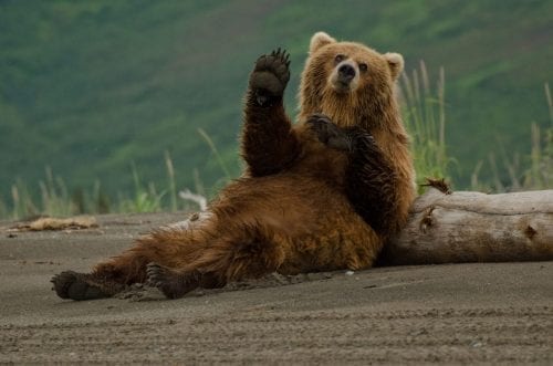 A friendly bear seemingly waves hello to the camera.