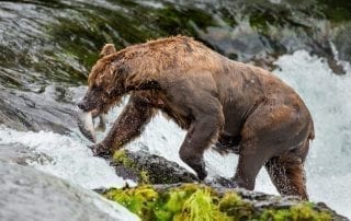 A foraging bear carries a fresh salmon is just one of the many sights seen while hiking in Alaska.
