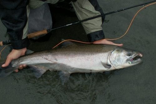 A beautiful king salmon; one of many coveted species to be had during all-inclusive fishing trips to Gold Creek Lodge.