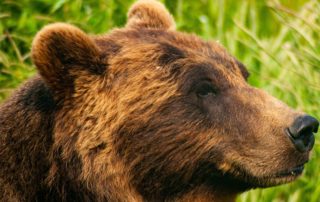 A close up photo of a bear's head probably taken on an Alaska bear tours.