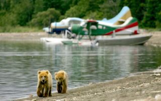 Two bears looking for Katmai National Park Lodging