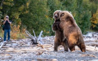 Two bears wrestling, which is one of the things you could see while at your King Salmon Alaska Lodging.