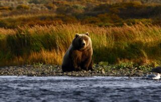 A bear near King Salmon Alaska.